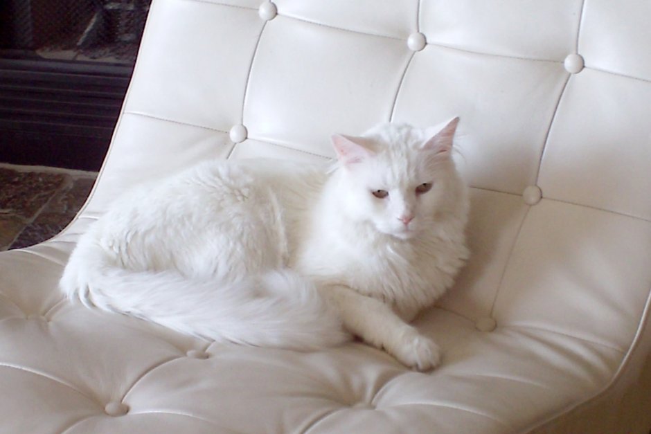 Белая кошка на диване