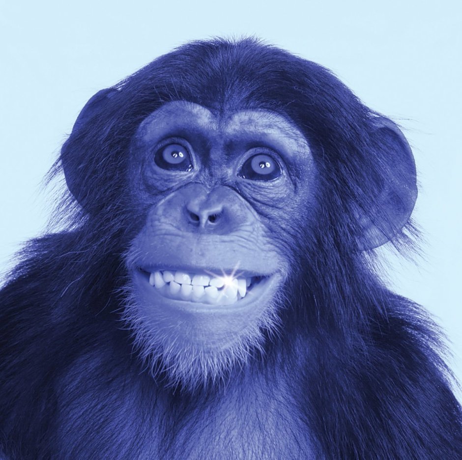 Blue Monkey Gletcher