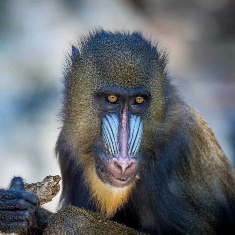 Mandrillus Sphinx