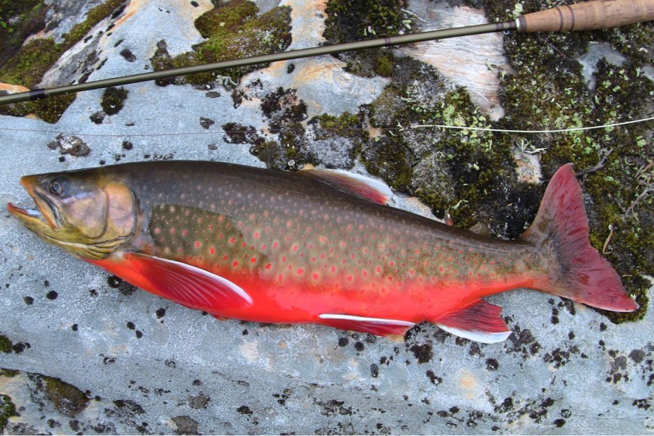 Salvelinus – гольцы