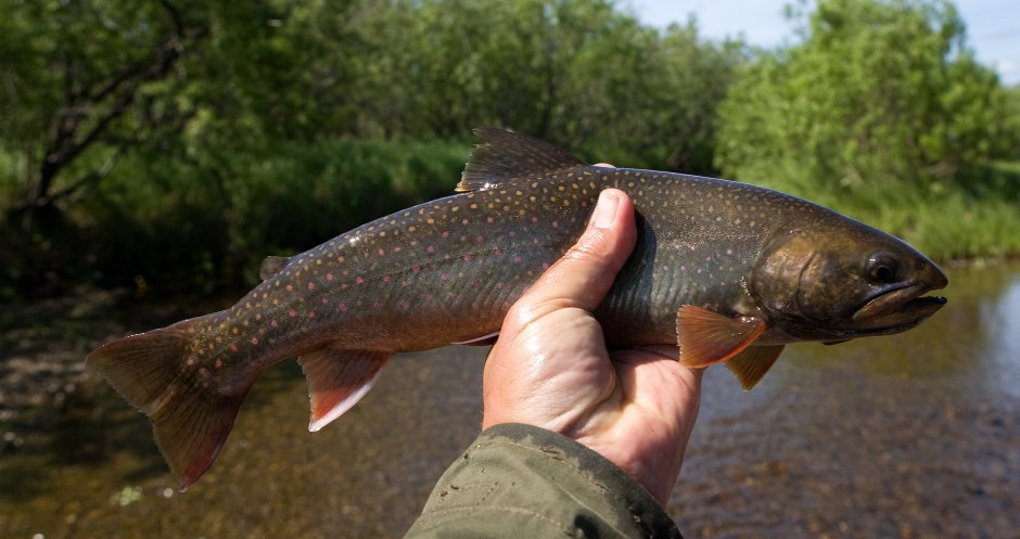 Голец куорский рр4 троф