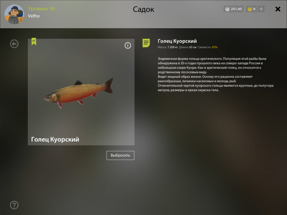 Голец куорский