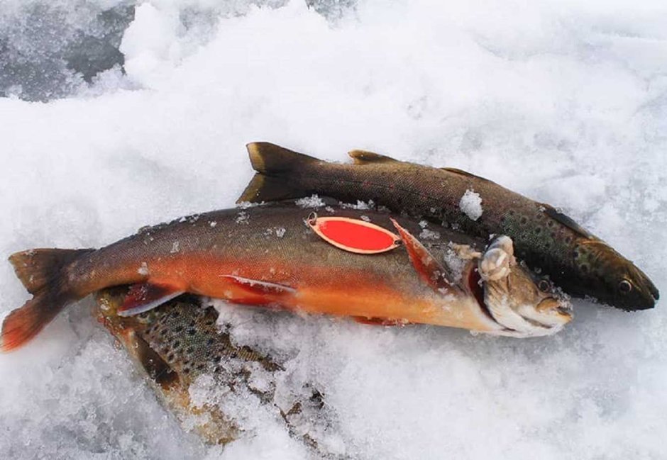 Арктический голец Salvelinus Alpinus