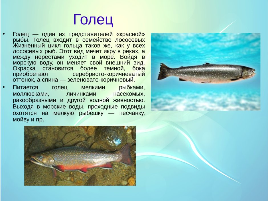 Голец свежемороженый