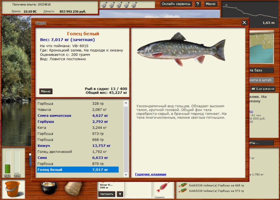 Арктический голец Salvelinus Alpinus