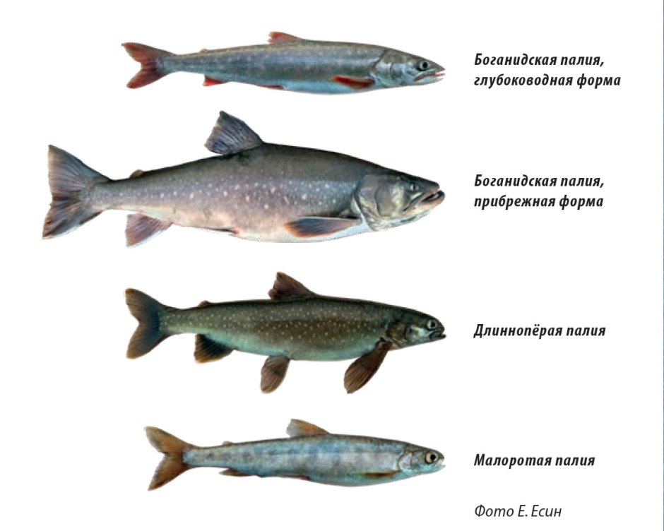 Salvelinus kronocius