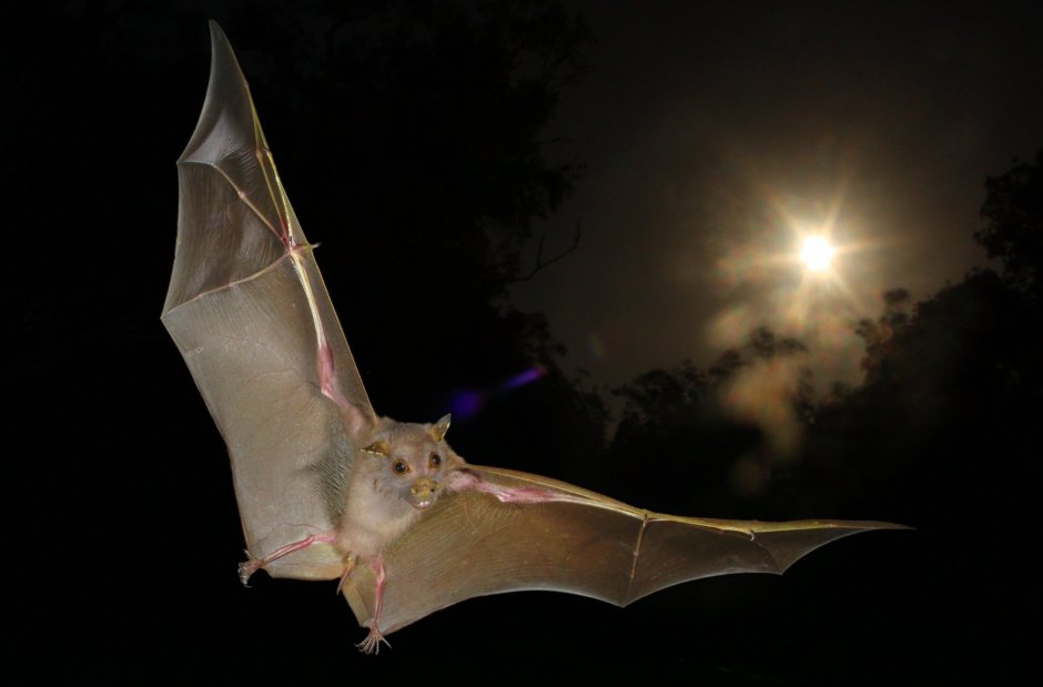 Giant Golden-crowned Flying Fox