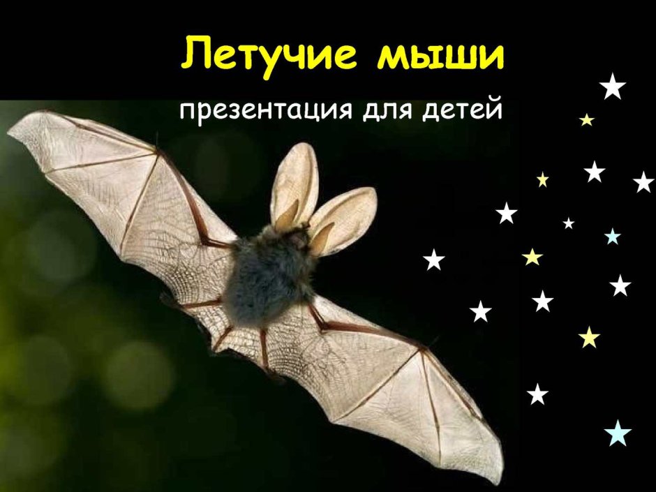 Маленькие летучие мыши