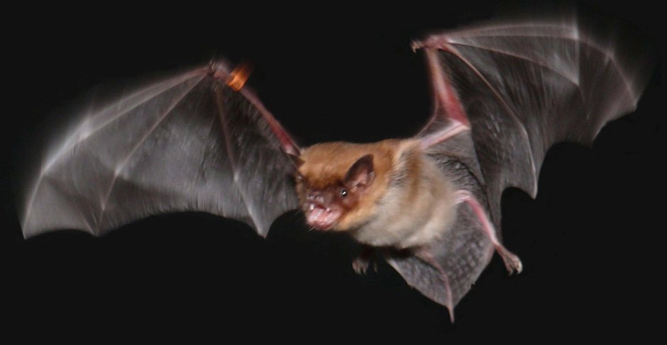 Craseonycteris thonglongyai