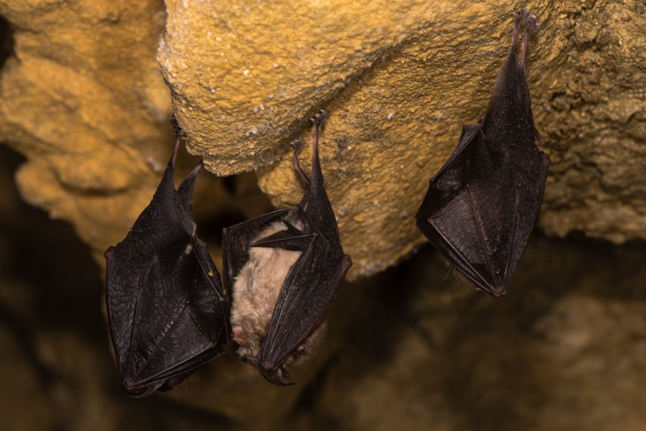 Bat Maldives