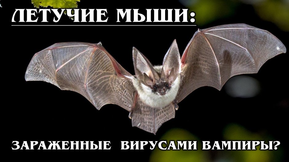 Гигантская летучая лисица с золотой короной