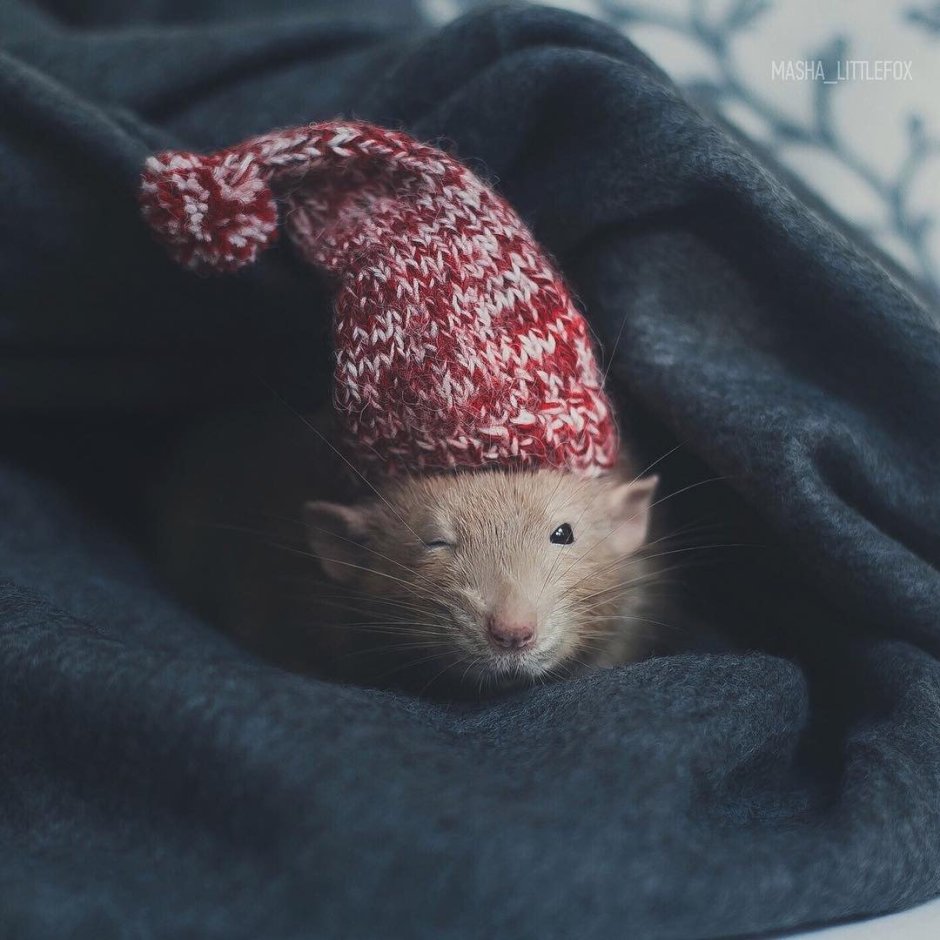 Крыса Masha little Fox