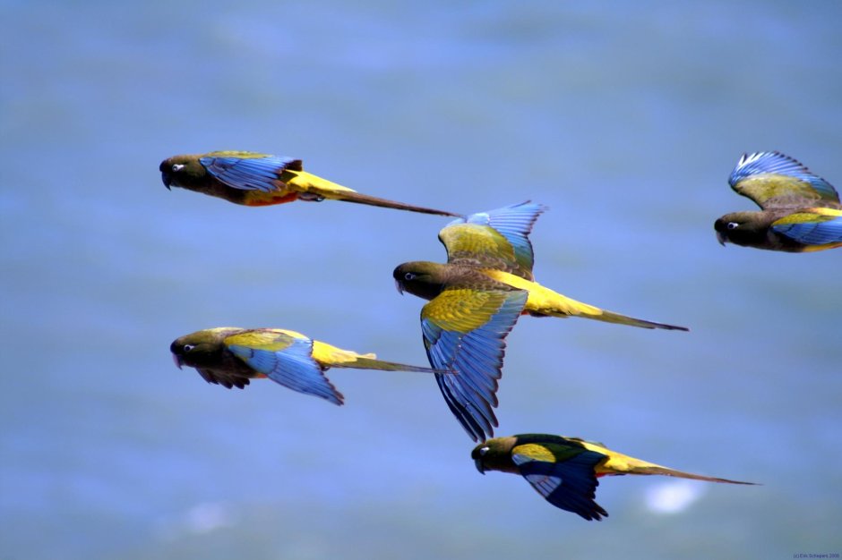 Blue and Gold Macaw