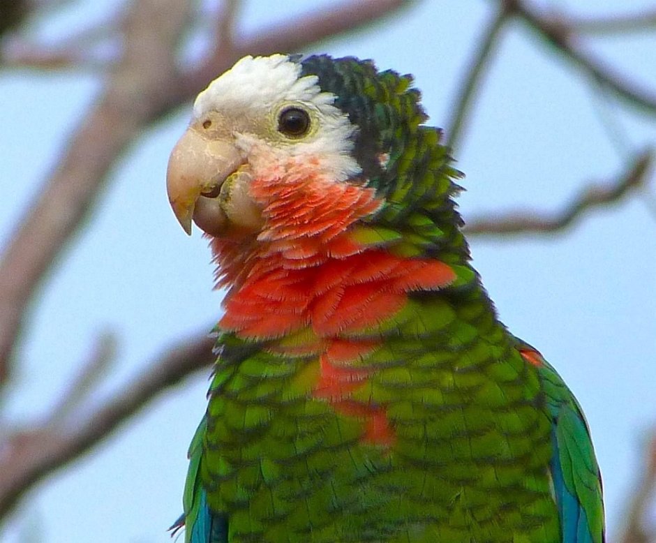 Scarlet Macaw