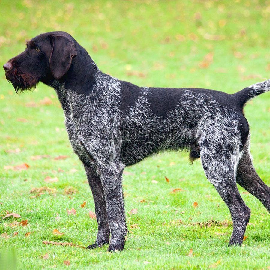 Немецкая легавая