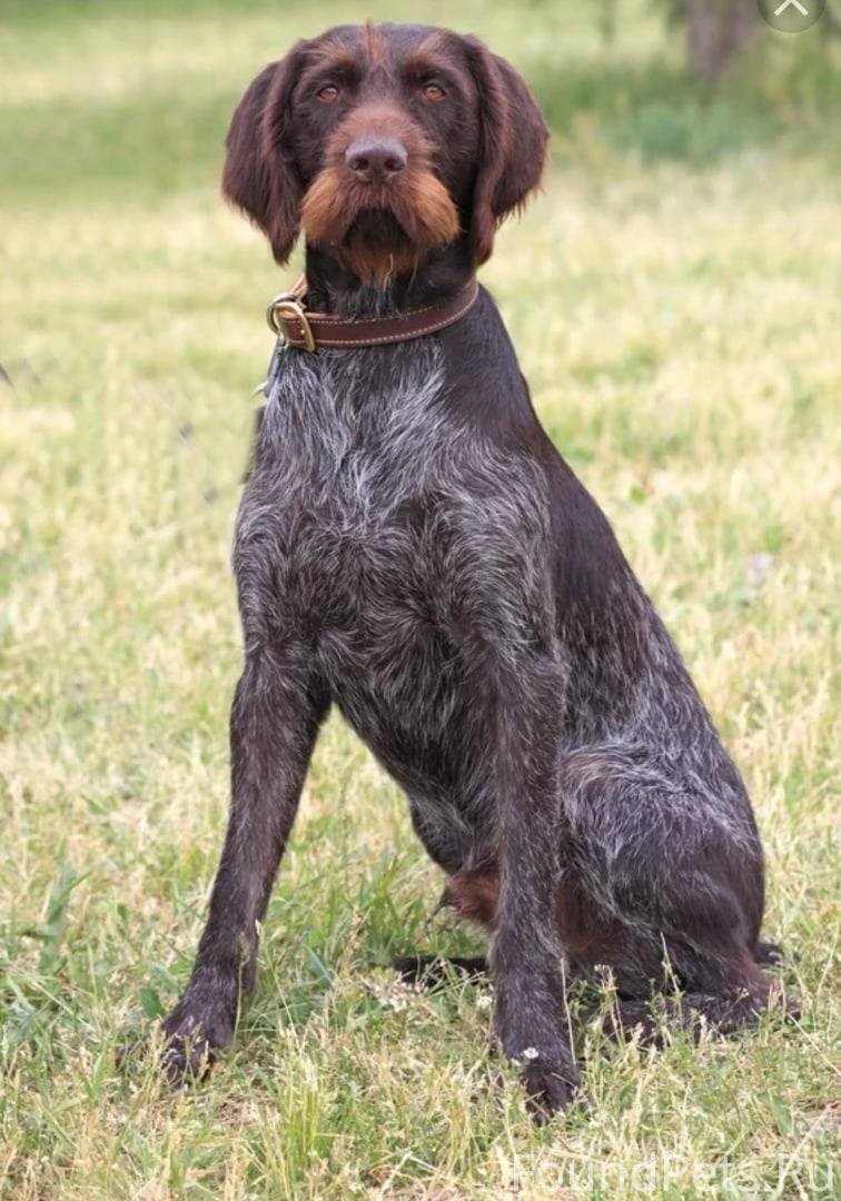 Немецкая жесткошерстная легавая дратхаар