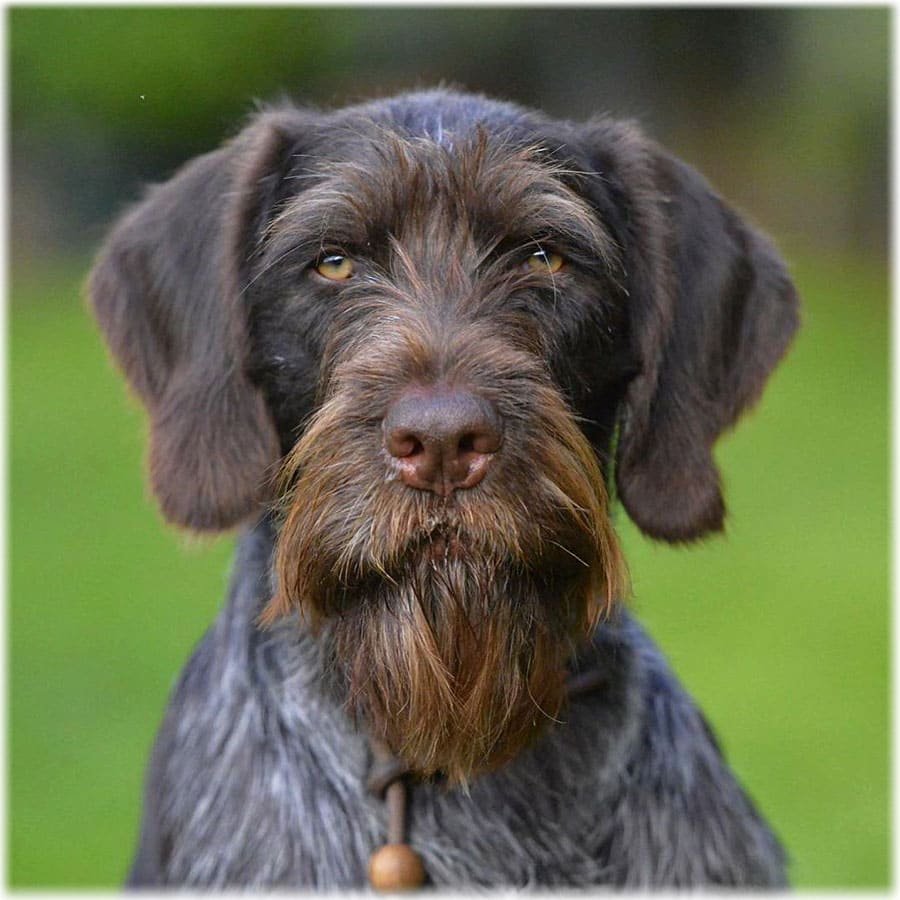 Дратхаар и гриффон Кортальса