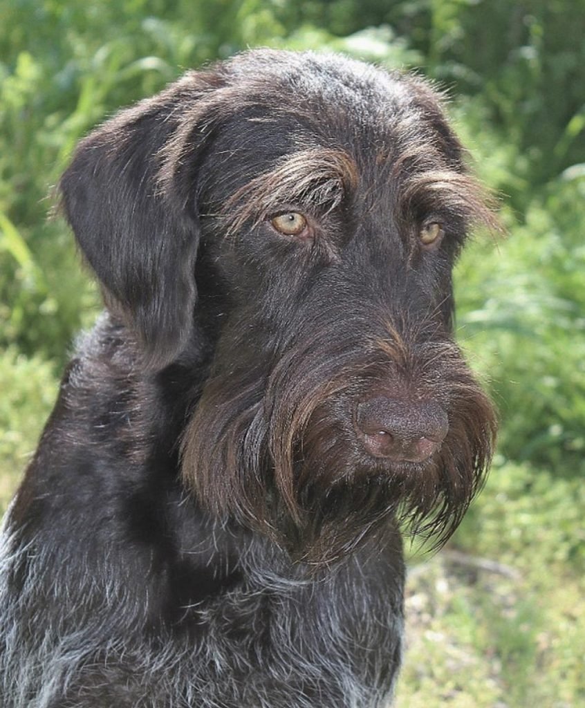 Жесткошерстная легавая дратхаар