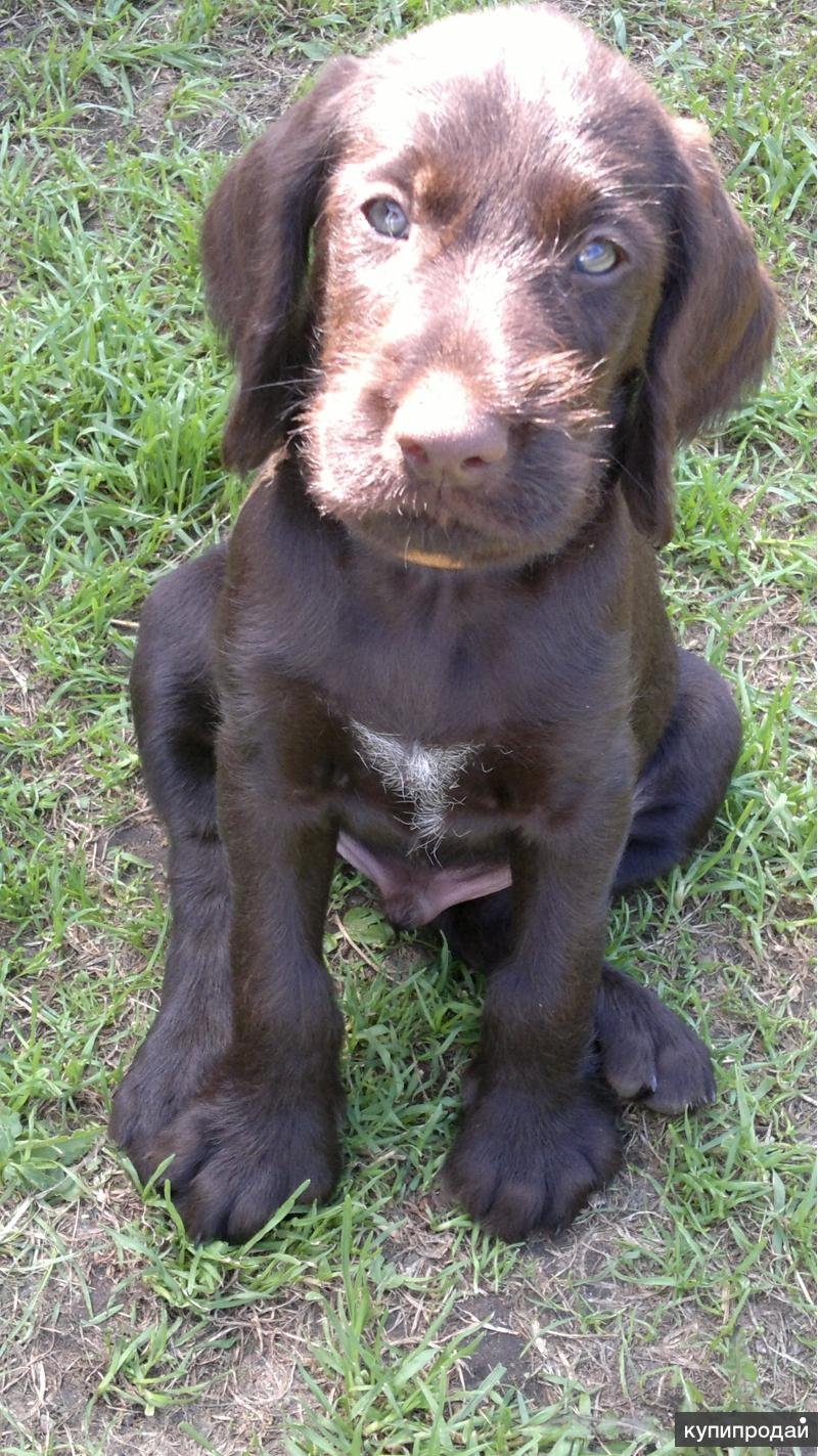 Дратхаар гладкошерстный шоколадный