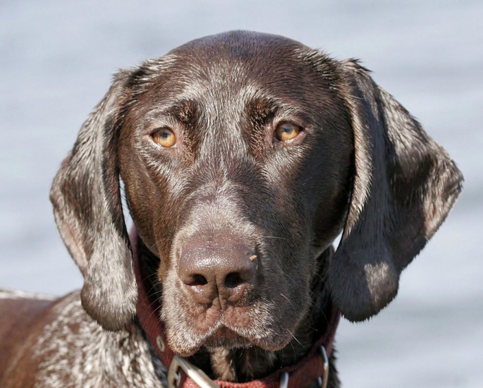 Пойнтер Курцхаар дратхаар