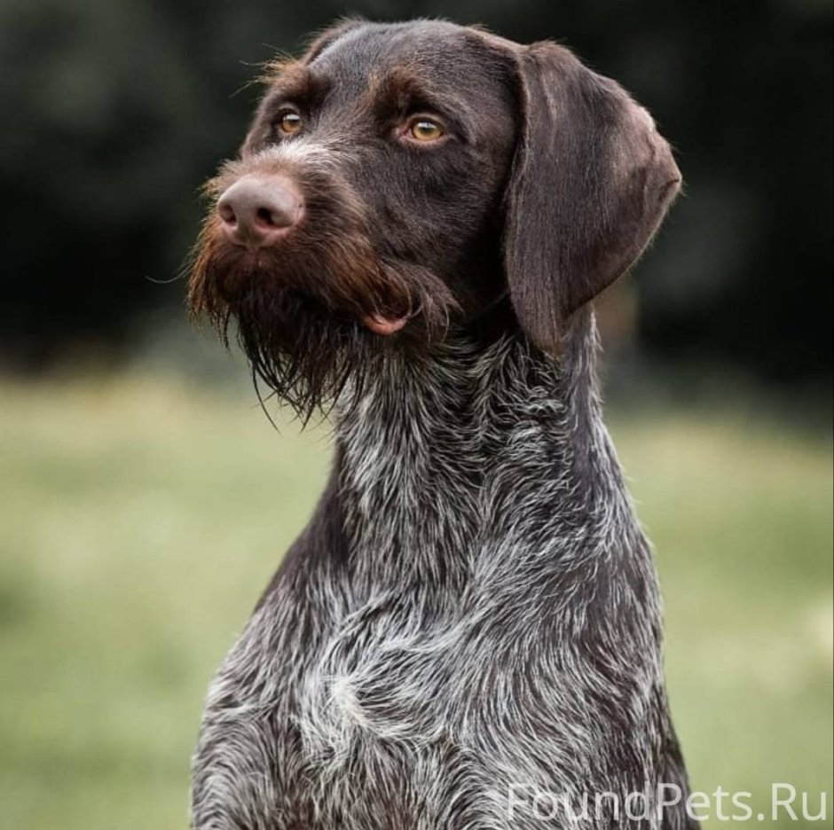 Немецкая жесткошерстная легавая дратхаар