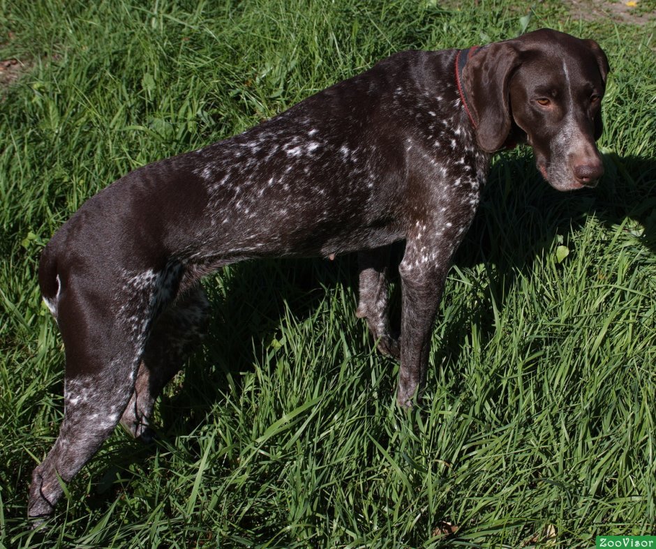 Легавая дратхаар гладкошерстная