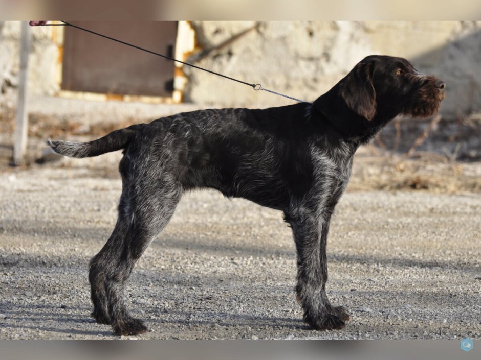 Дратхаар собака гладкошерстная