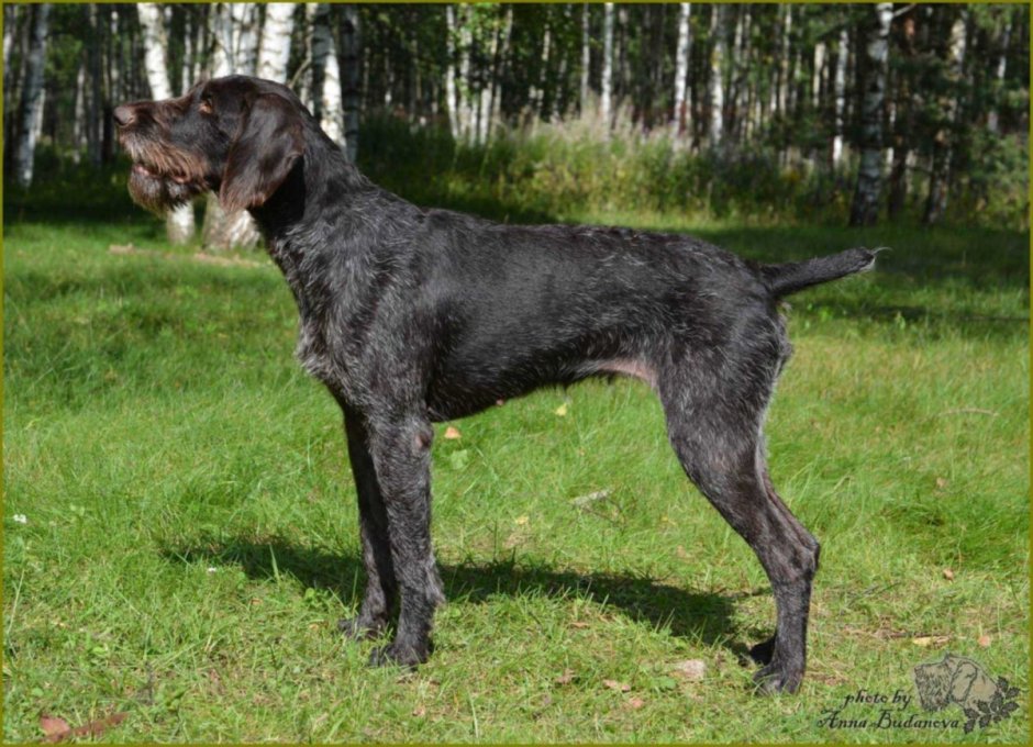 Дратхаар черный гладкошерстный