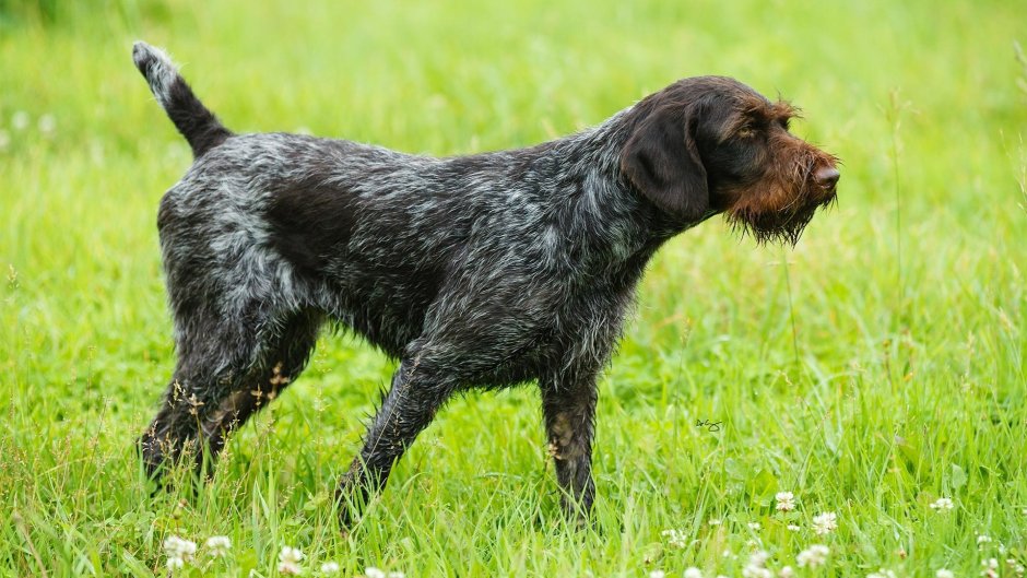 German Wirehaired Pointer