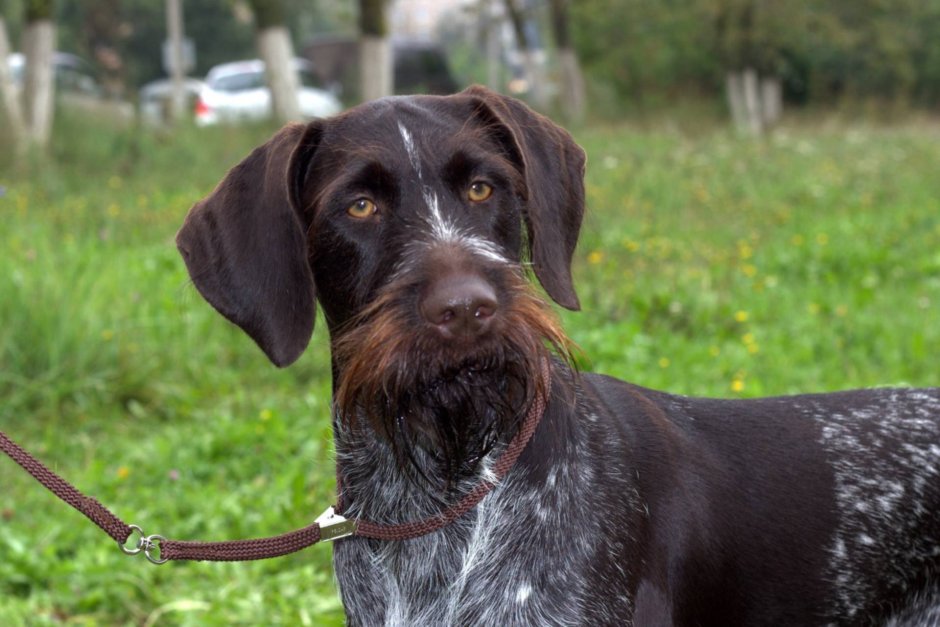 Немецкий дратхаар