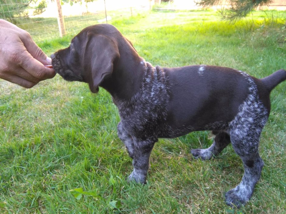 Дратхаар собака гладкошерстная