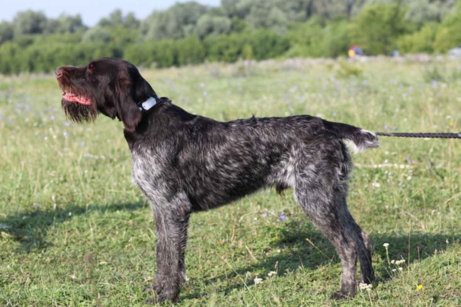 Дратхаар экстерьер