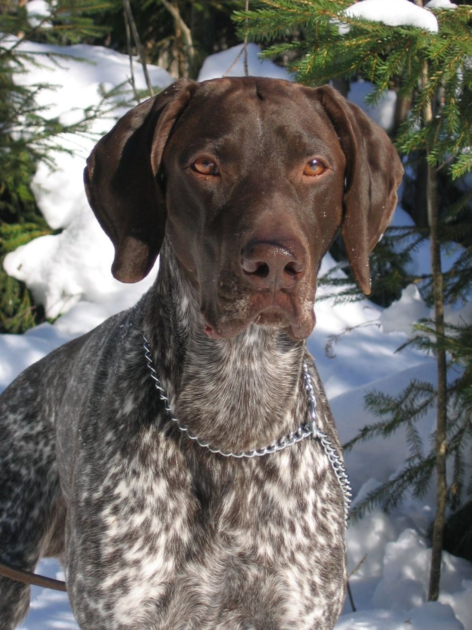 Сеттер Пойнтер Курцхаар