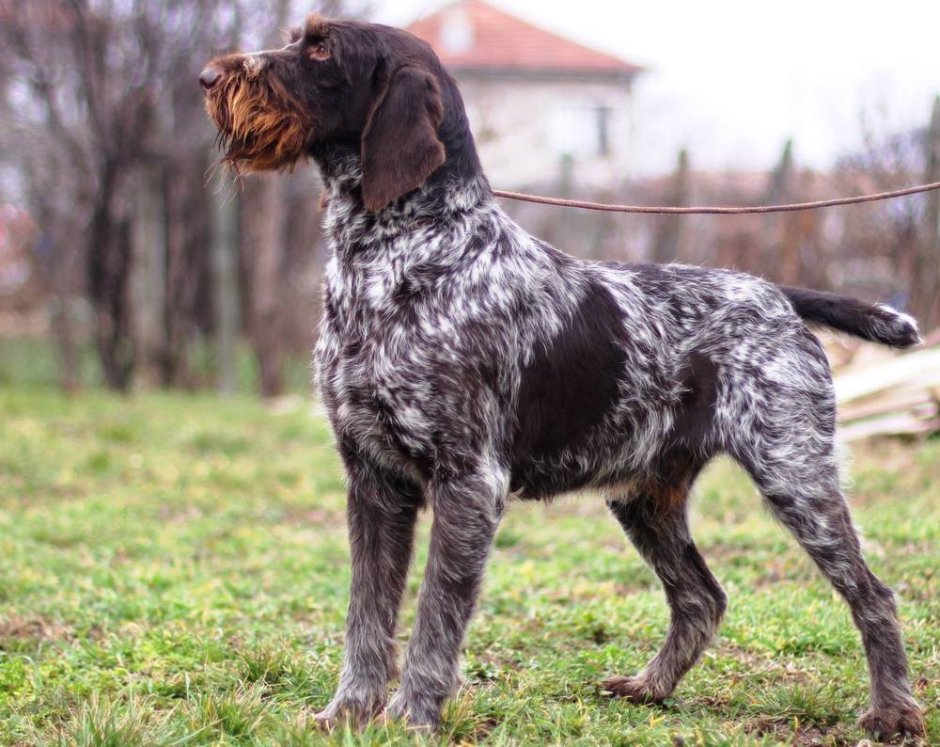 Дратхаар жесткошерстный