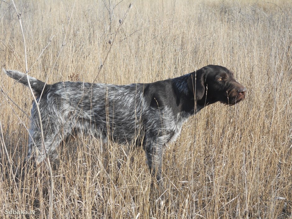 Порода собак Дерхар