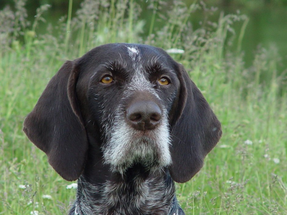 Немецкая легавая дратхаар