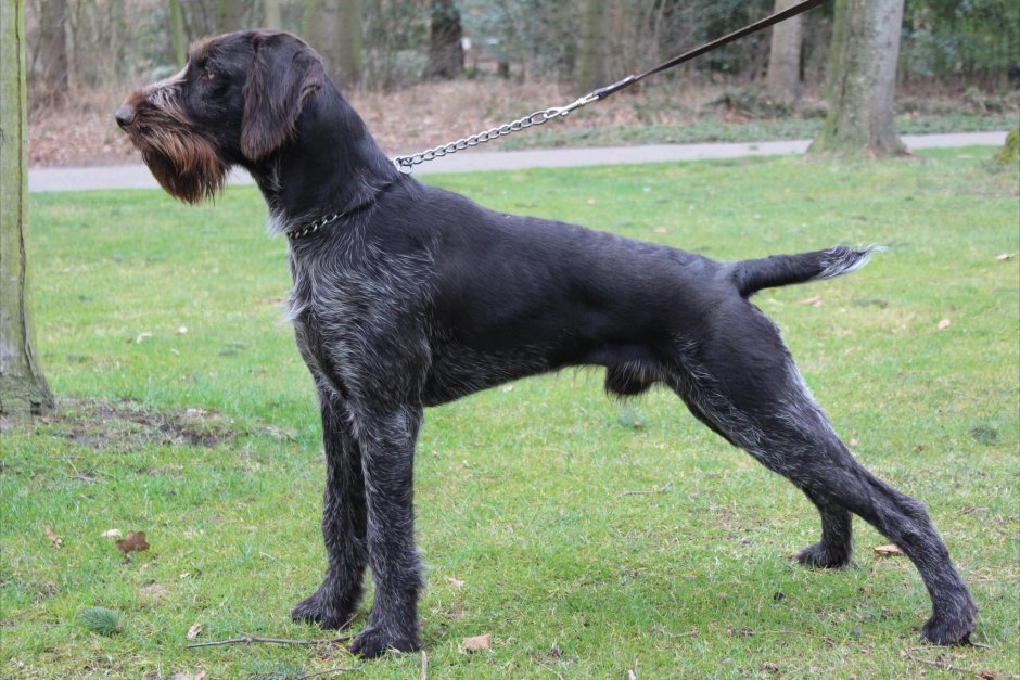 Дратхаар черный гладкошерстный