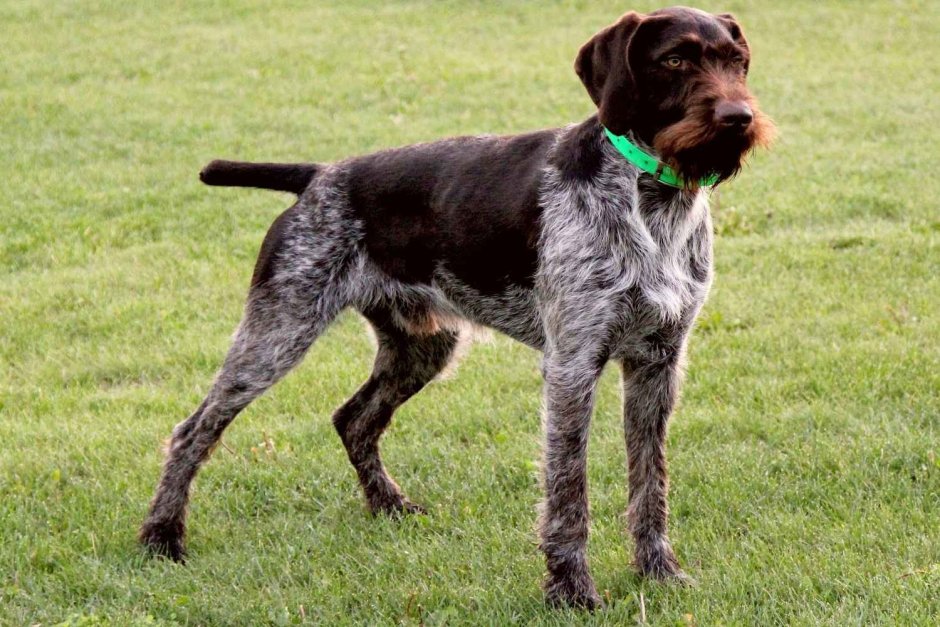 Немецкая легавая дратхаар