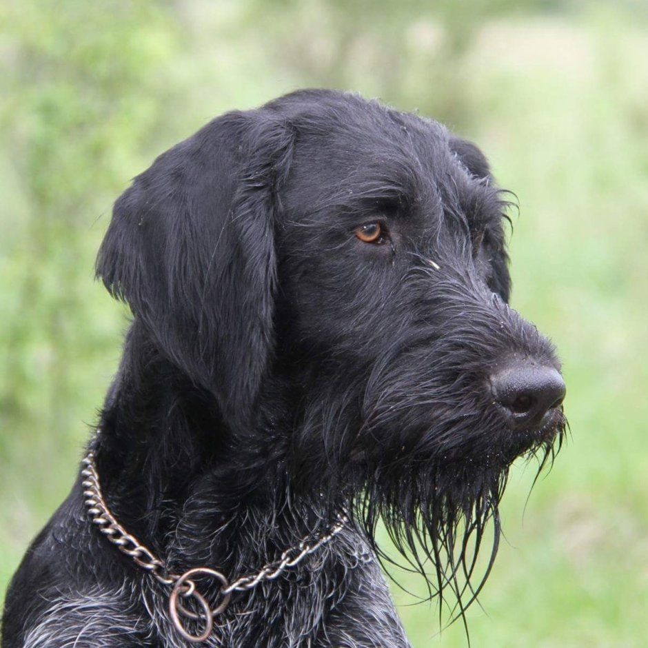 Дратхаар черный