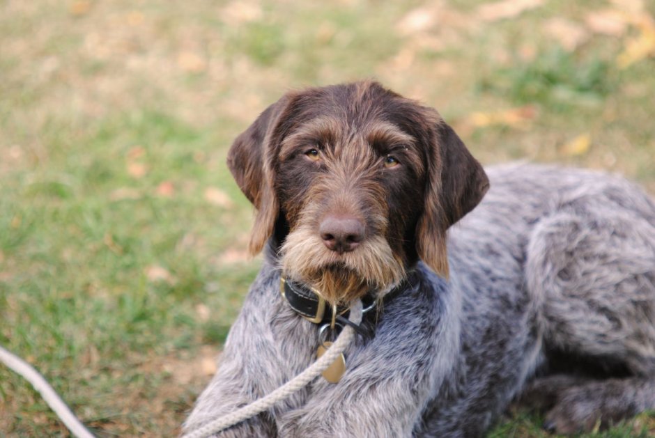 Охотничьи собаки породы Курцхаар дратхаар