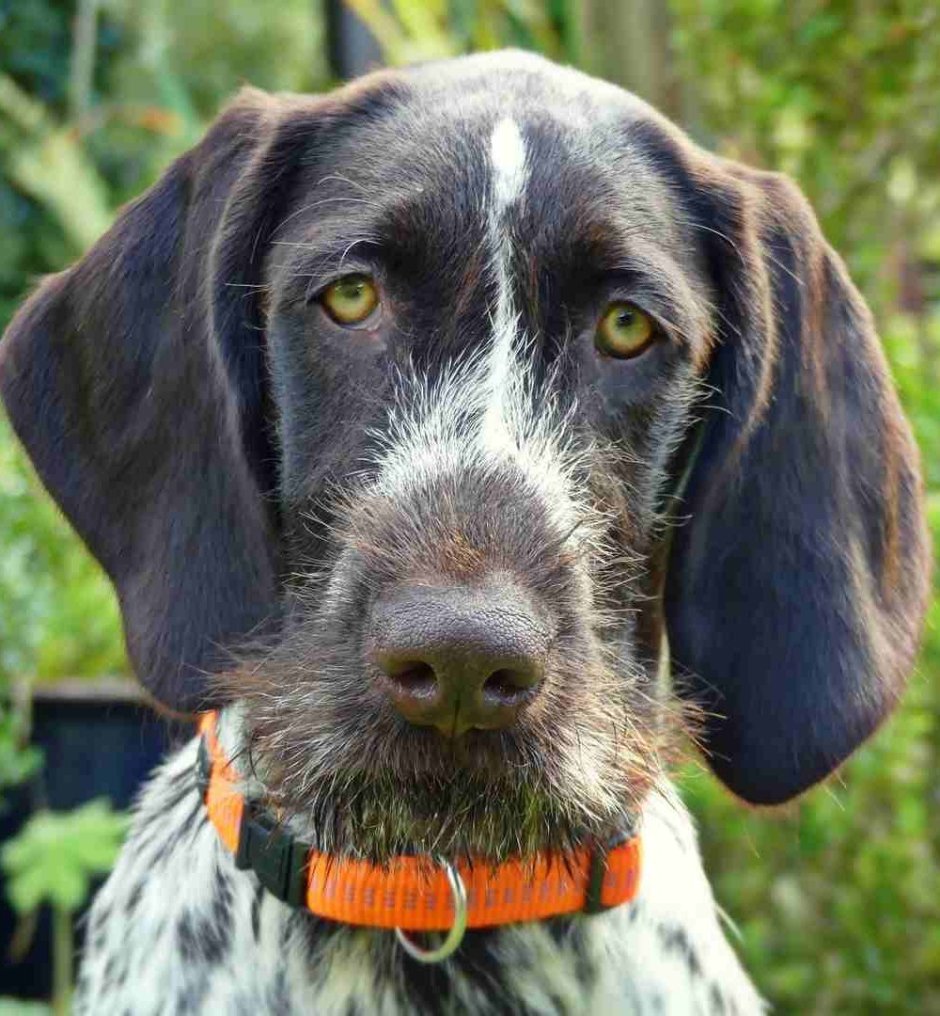 Дойч дратхаар