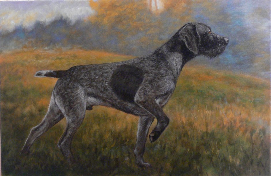 Дратхаар гравюра