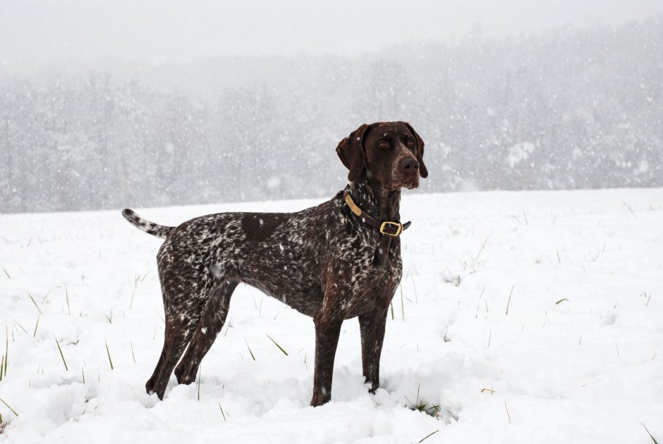 Дратхаар черный гладкошерстный