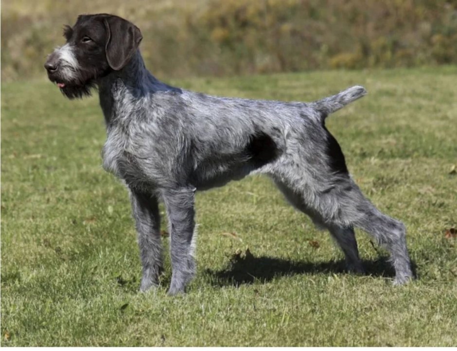 Породы собак похожие на дратхаара