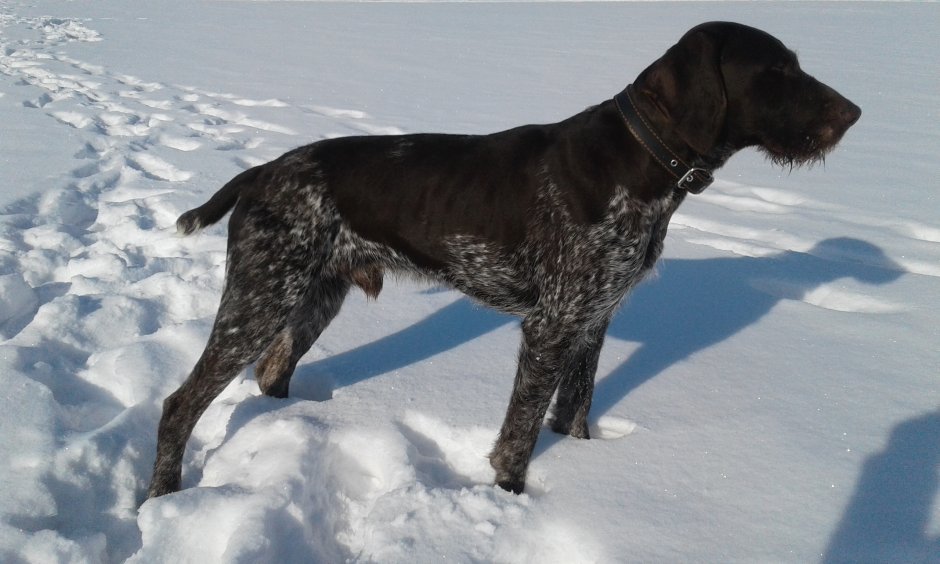 Дратхаар черный с сединой