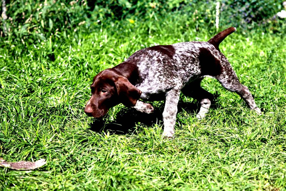 Курцхаар и дратхаар