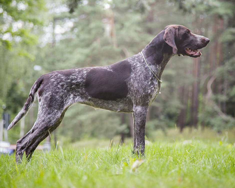 Пойнтер Курцхаар черный