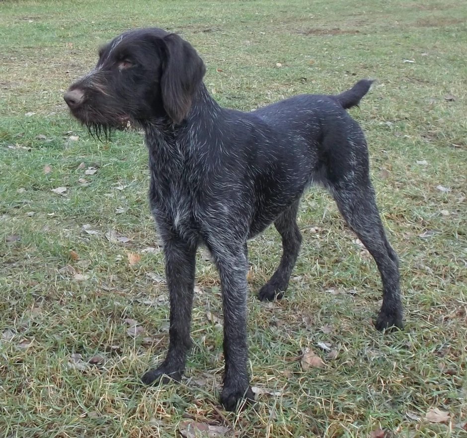 Дратхаар черный