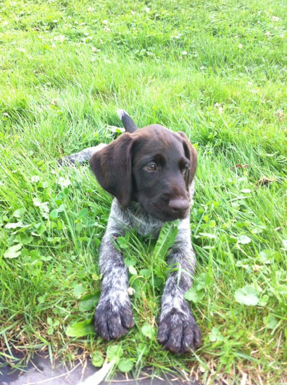 Дратхаар терьер