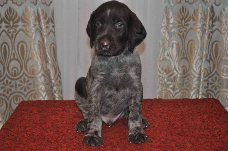 Щенки Дойч-дратхаар